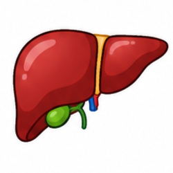 Liver